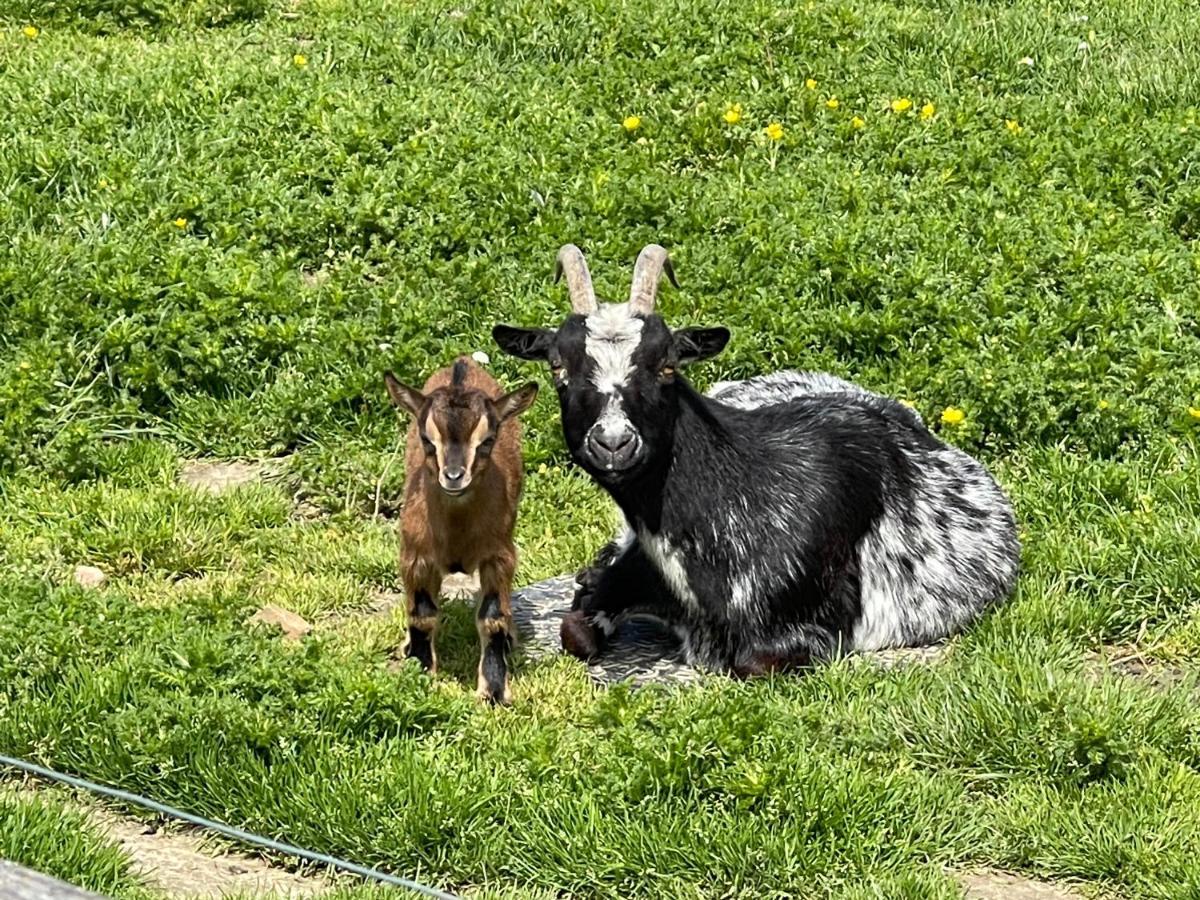 Parel Van Bever - Perle De Bievene Bagian luar foto